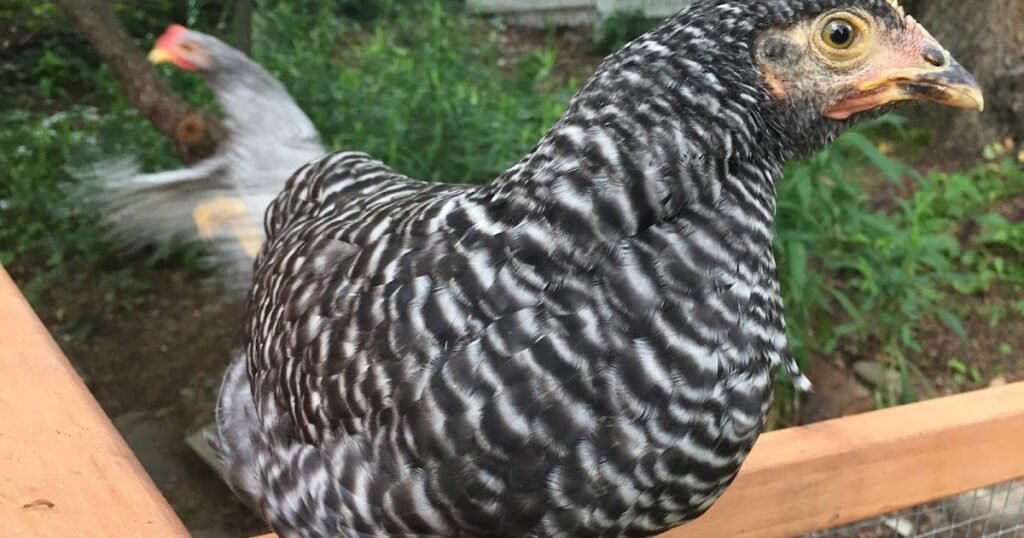 Barred Rock Rooster