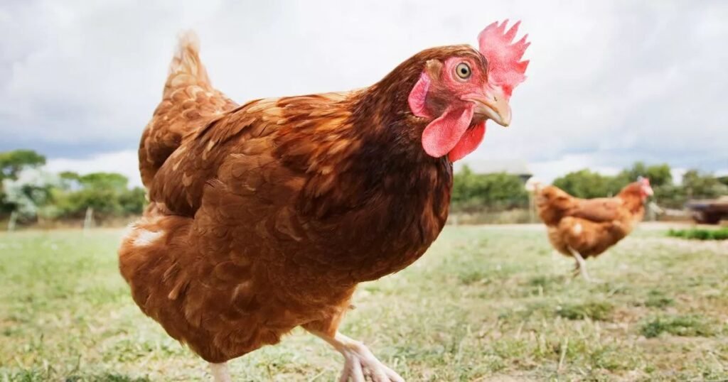 Breeding ISA Brown Chickens