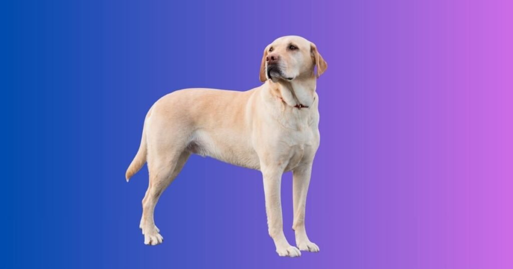 Reasons for Dog’s Head Feeling Hot Why is My Dog’s Head Hot?