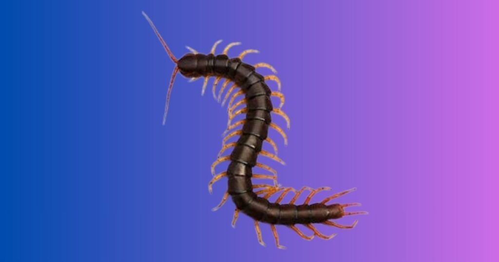 Spiritual Meanings of Seeing a Centipede