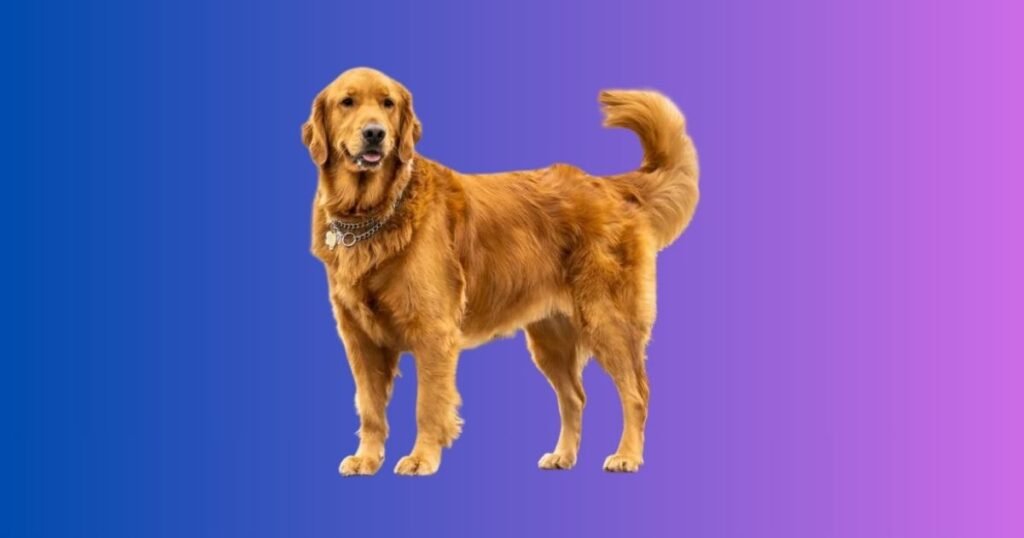 How to Treat Your Dog’s Hot Head At Home?