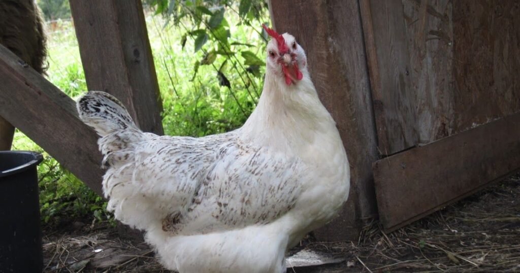 Are Jersey Giant Chickens Meat Birds