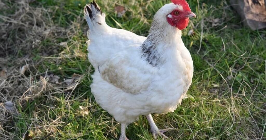 Are Jersey Giant Chickens Right For You