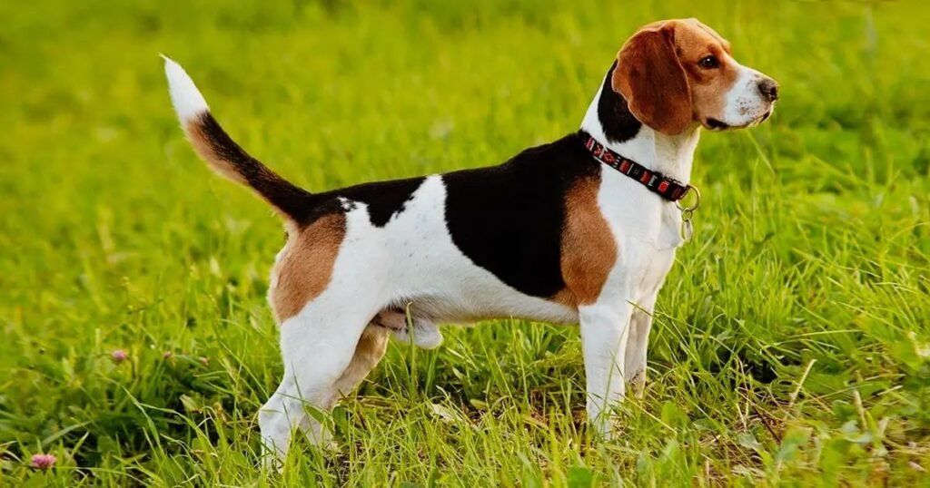 Beagle