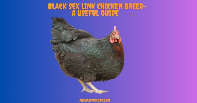 Black Sex Link Chicken Breed