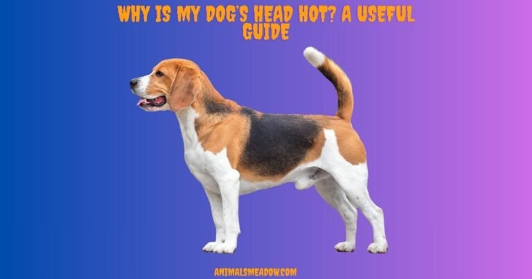 Why is my dog's head hot