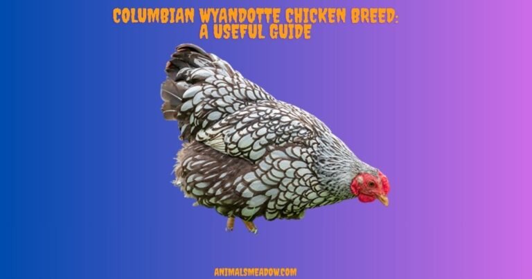 Columbian Wyandotte Chicken Breed