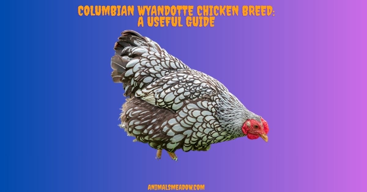 Columbian Wyandotte Chicken Breed