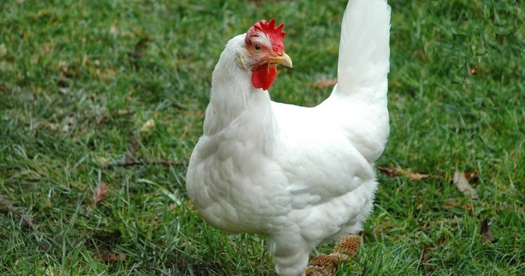 Common Leghorn Chicken Breed Health Risks