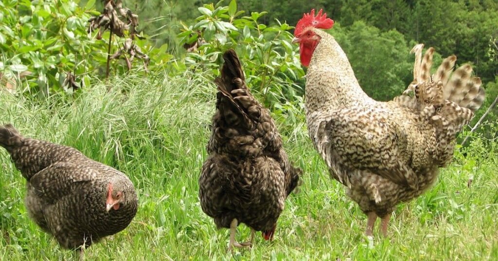 Cuckoo Maran Chicken Breed Temperament