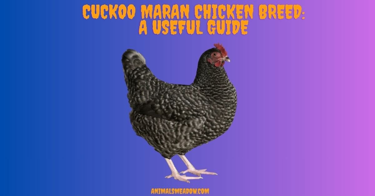 Cuckoo Maran Chicken Breed