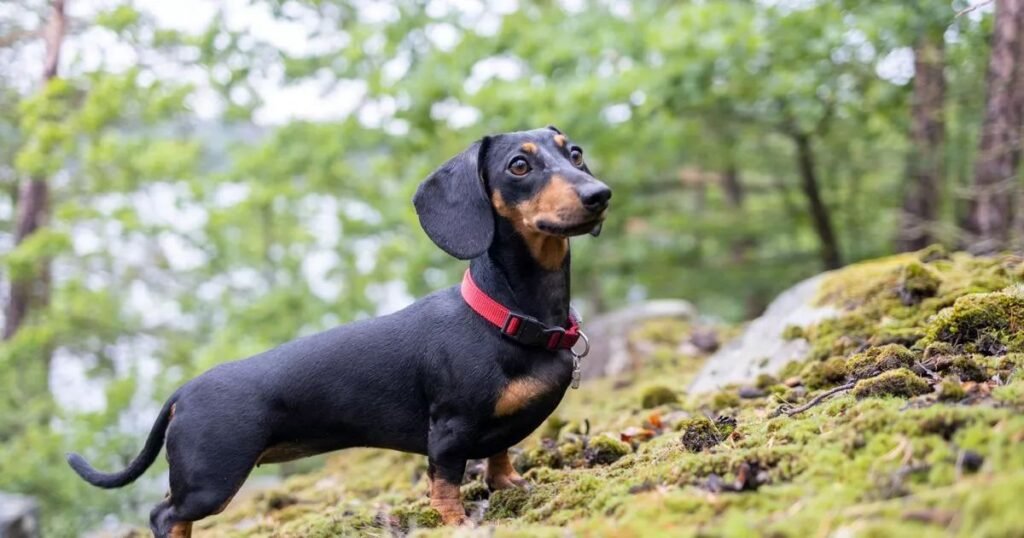 Dachshund