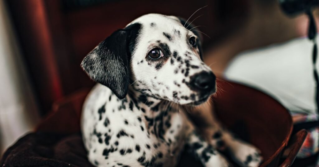 Dalmatian