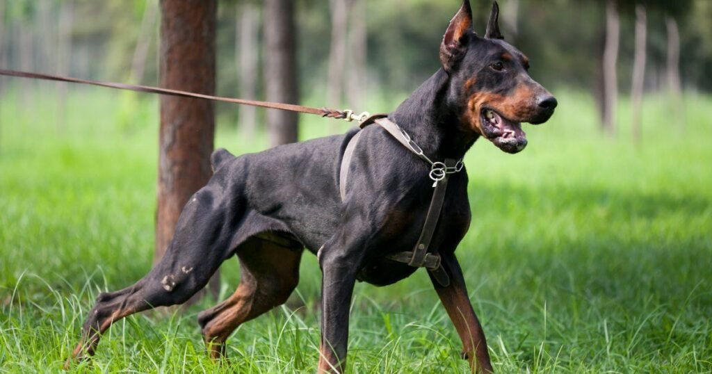 Doberman