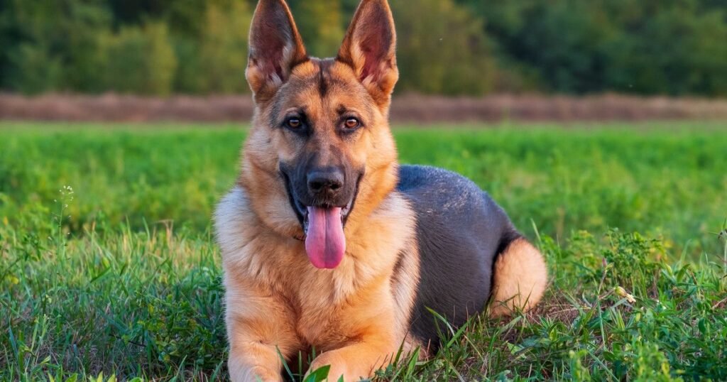German Shepherd