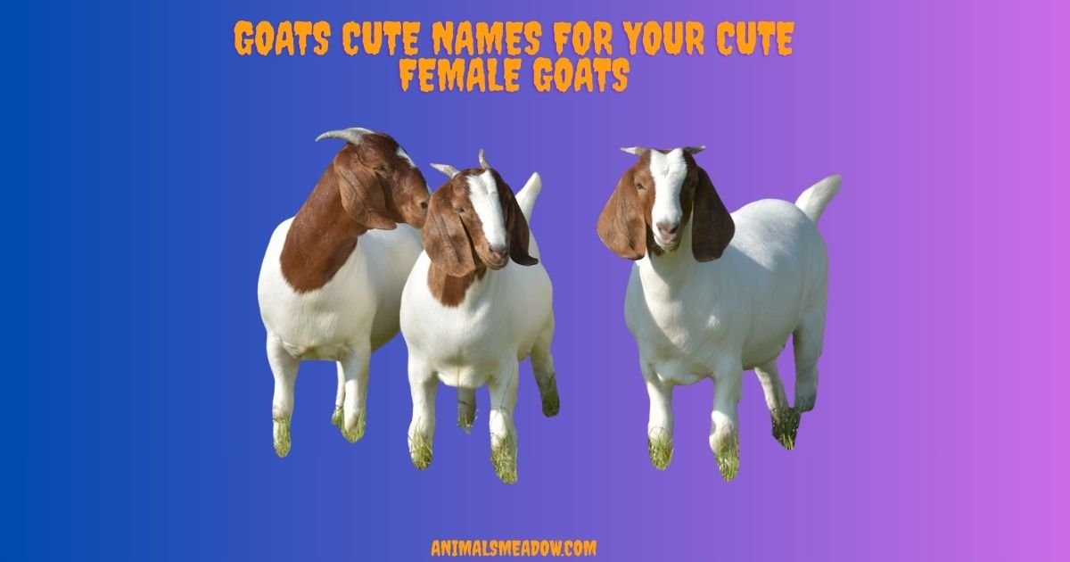Goats Cute Names For Your Cute Female Goats