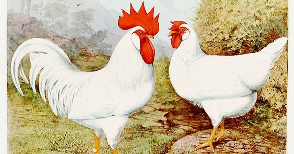 History of Leghorn Chicken Breed 