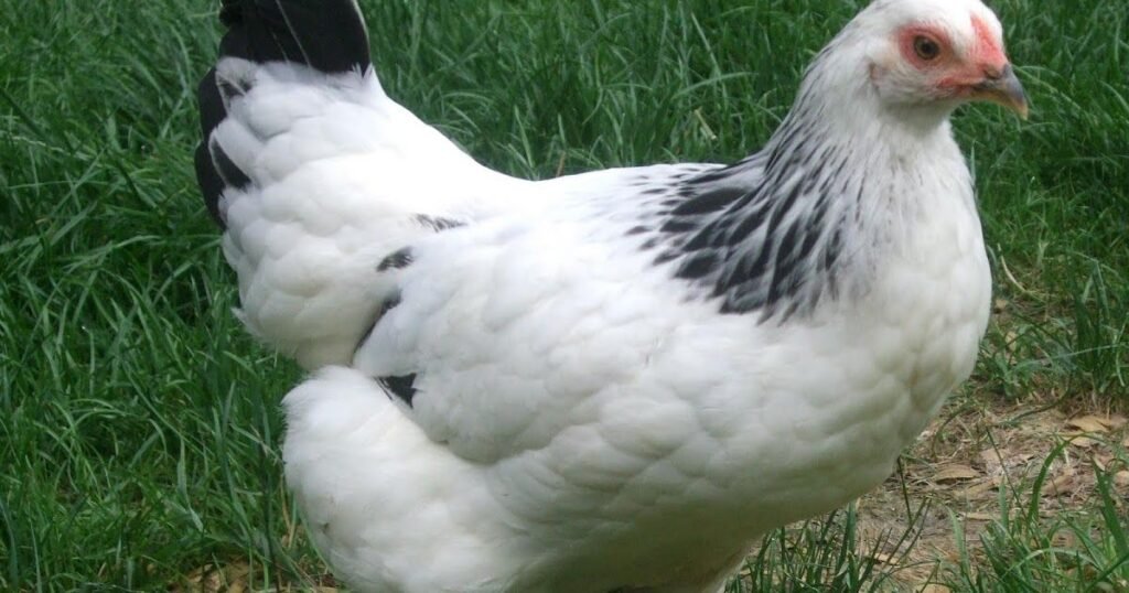 Jersey Giant Chicken Appearance