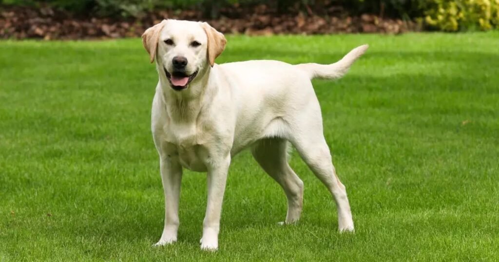 Labrador