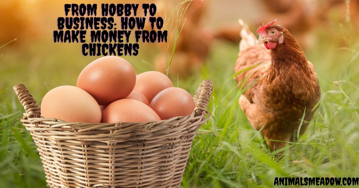 Make Money From Chickens