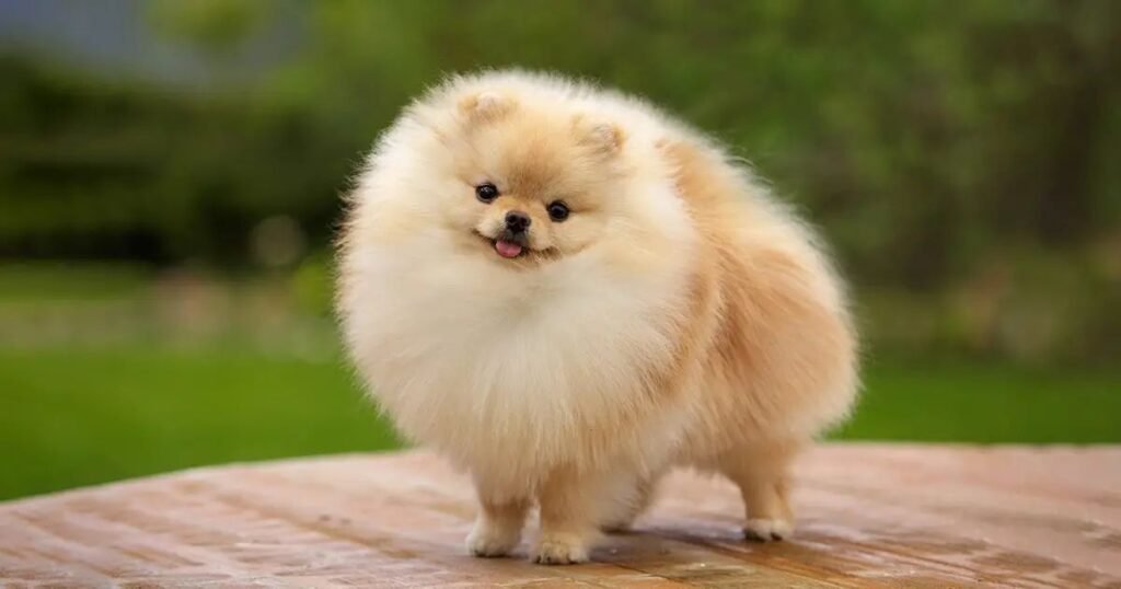 Pomeranian