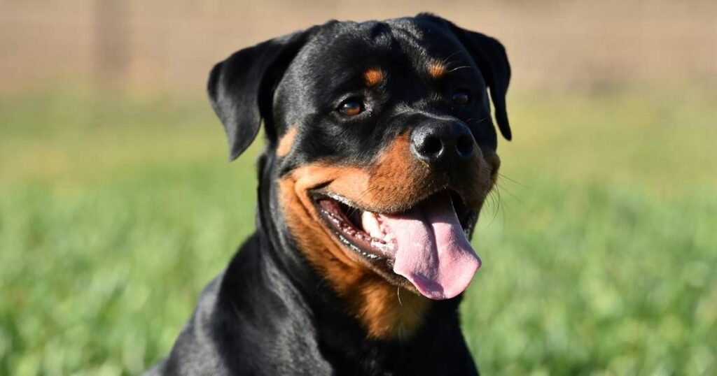 Rottweiler