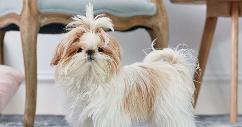 Shih Tzu