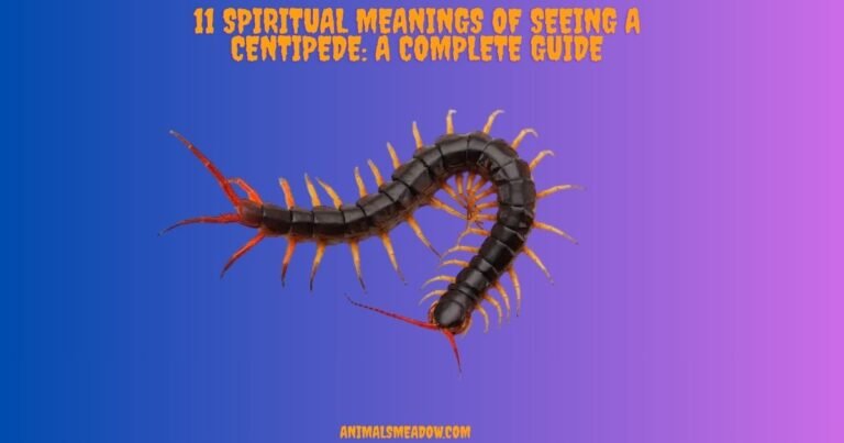 Spiritual Meanings of Seeing a Centipede