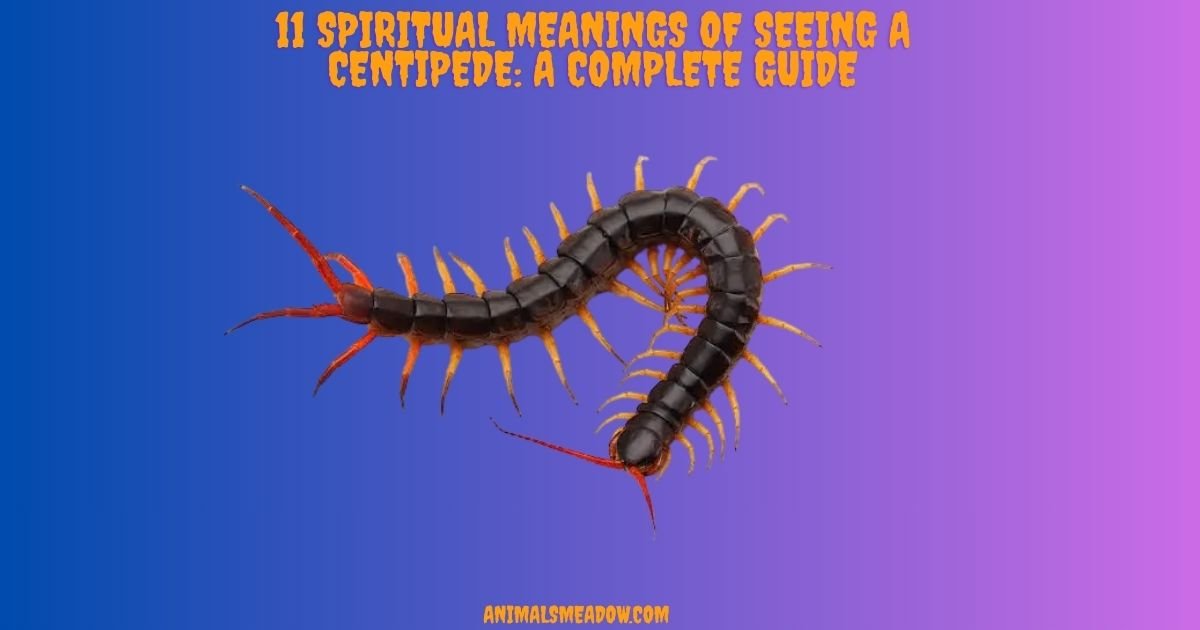 Spiritual Meanings of Seeing a Centipede