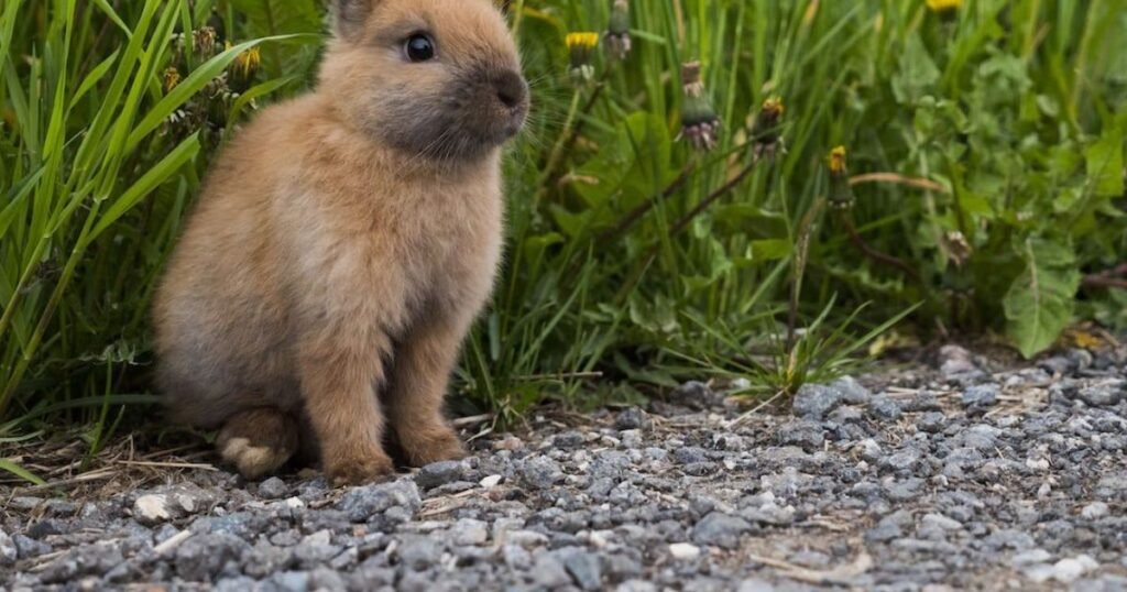 Symbolism of Dead Rabbit