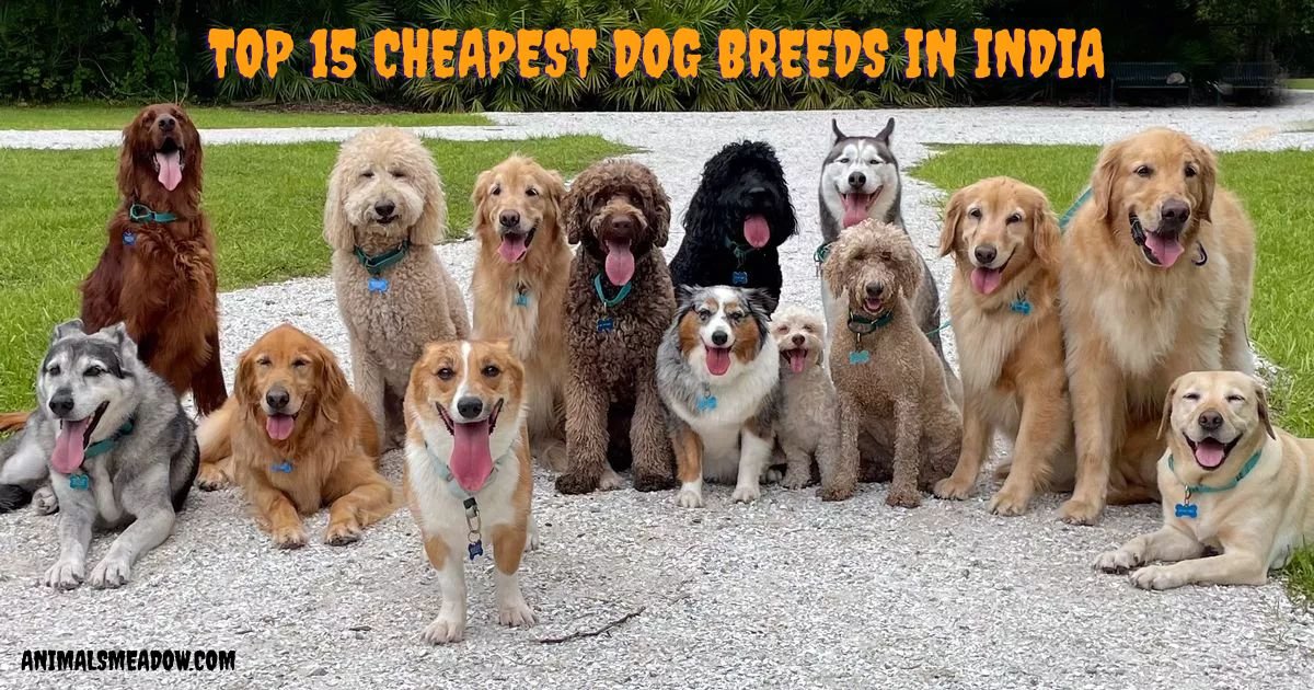 Top 15 Cheapest Dog Breeds in India