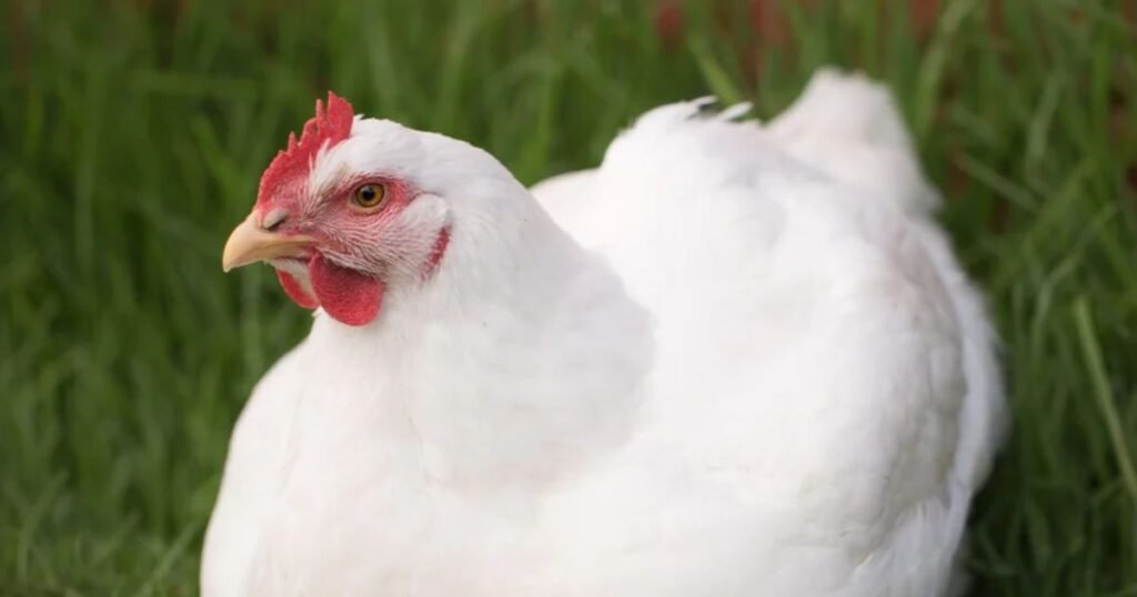 What color eggs do jersey giants lay