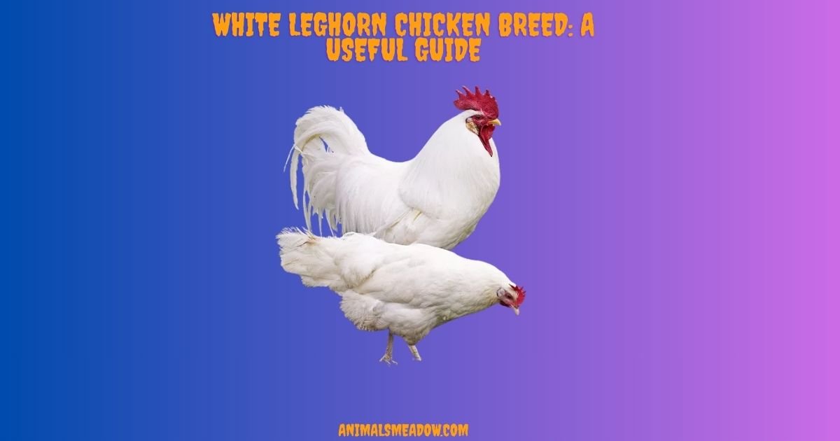White Leghorn Chicken Breed