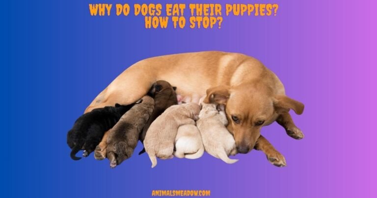 Why Do Dogs Eat Their Puppies