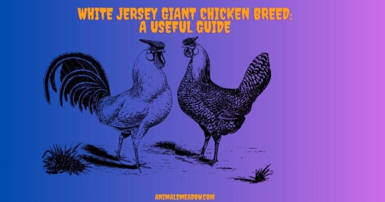 white jersey giant chicken breed