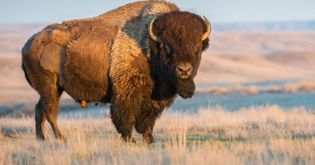 Bison