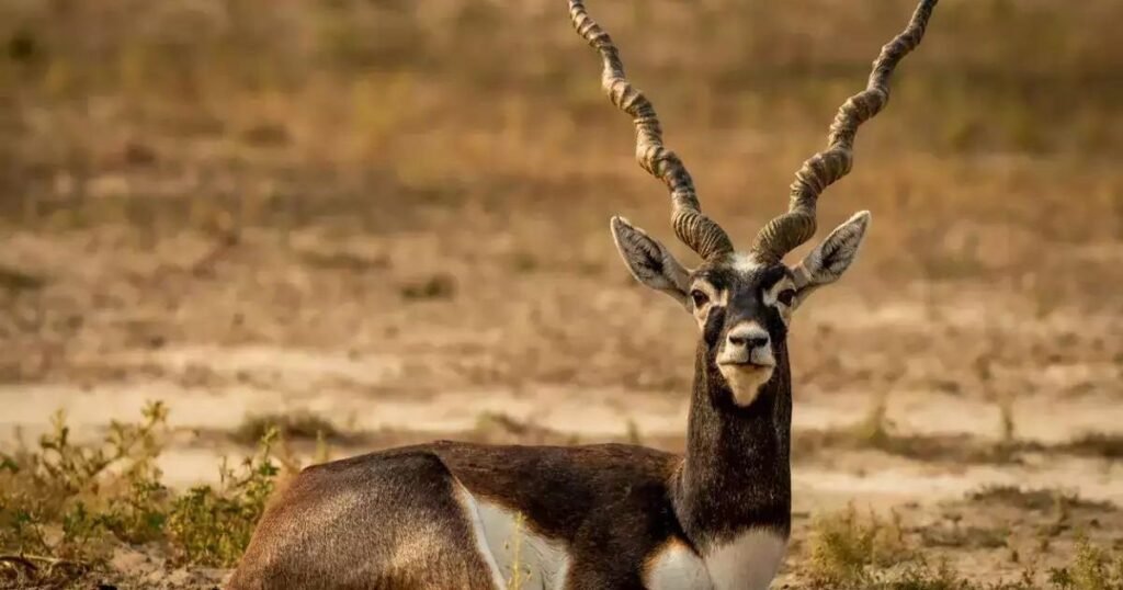 Blackbuck