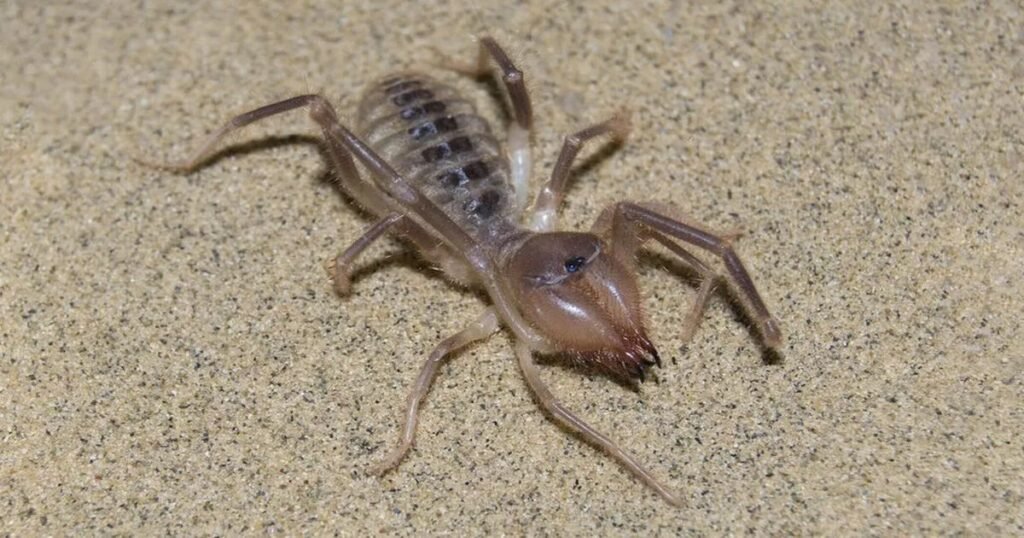 Camel Spider