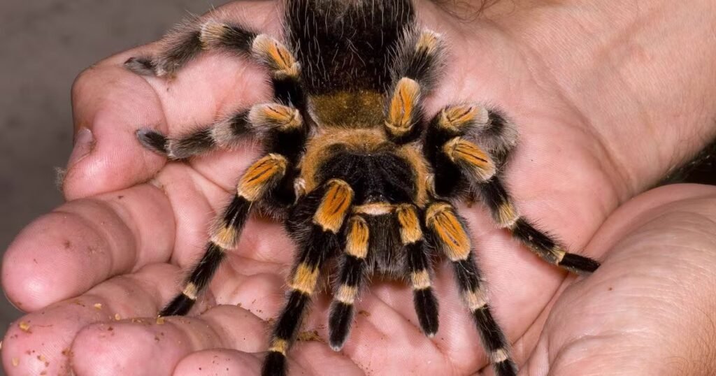 Colombian Giant Redleg