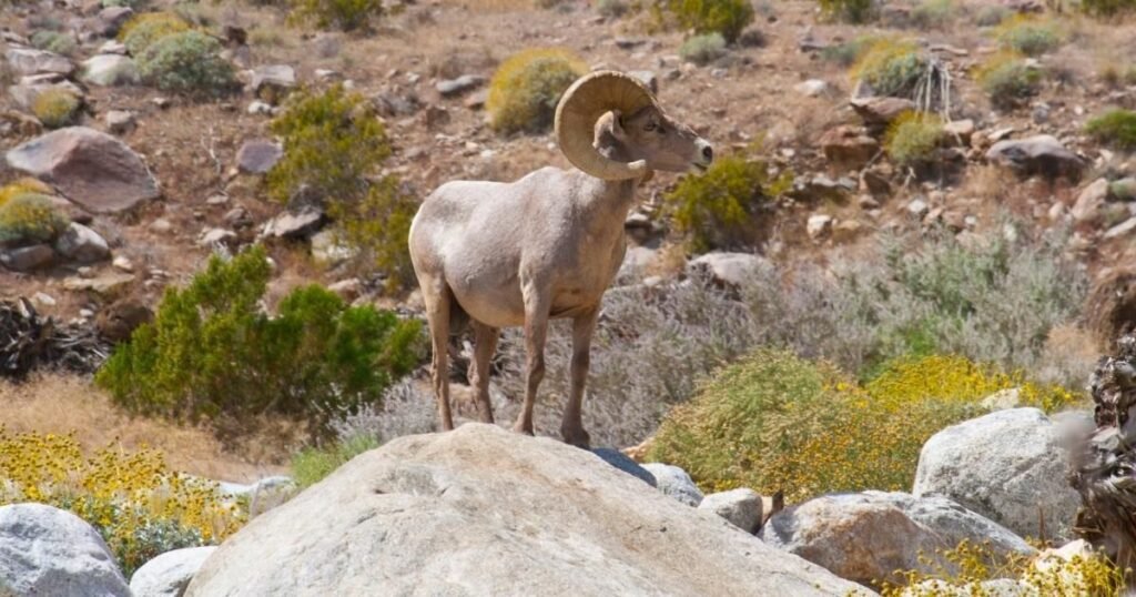 Desert Bighorn Sheep