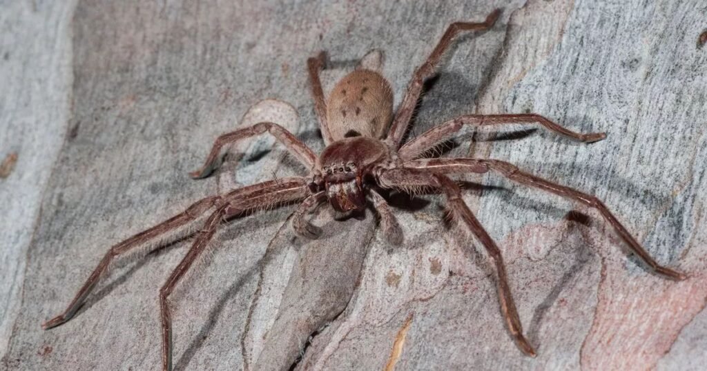 Giant Huntsman Spider