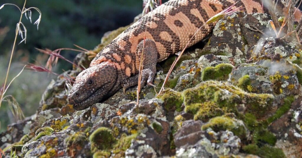Gila Monster
