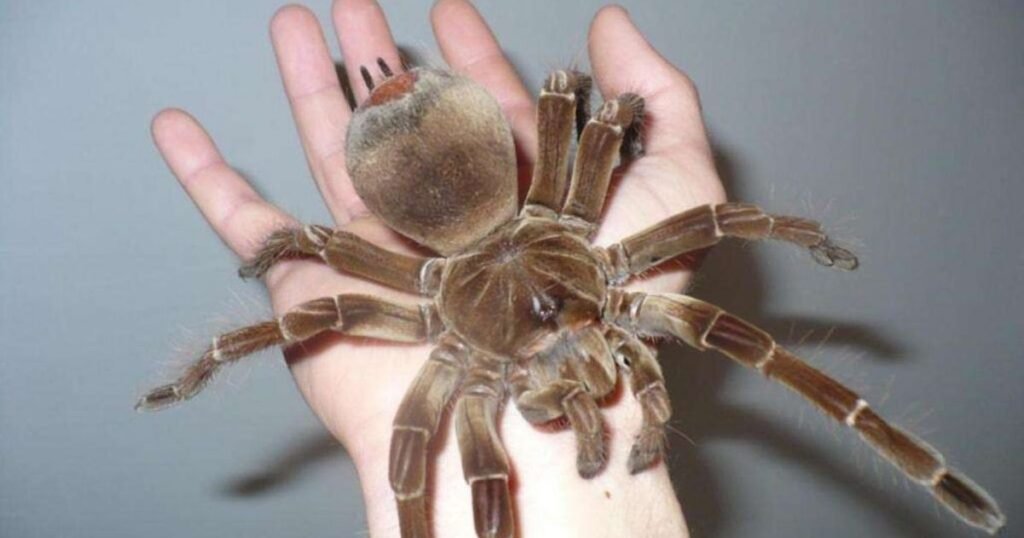 Goliath Birdeater