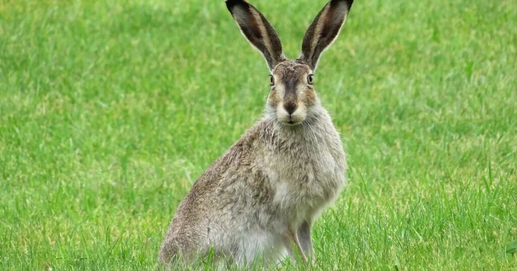 Hare