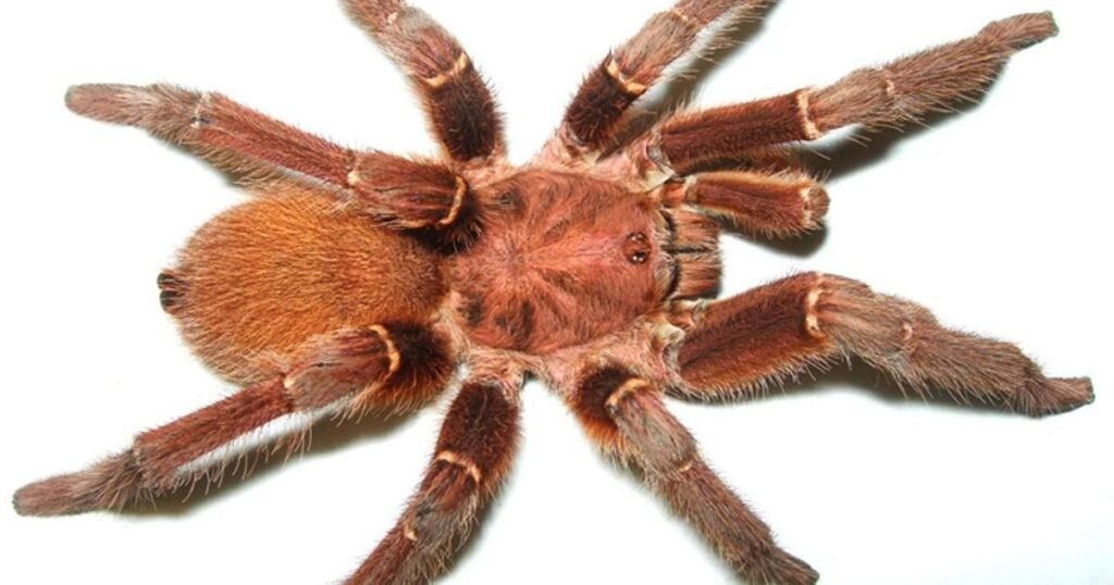 King Baboon Spider