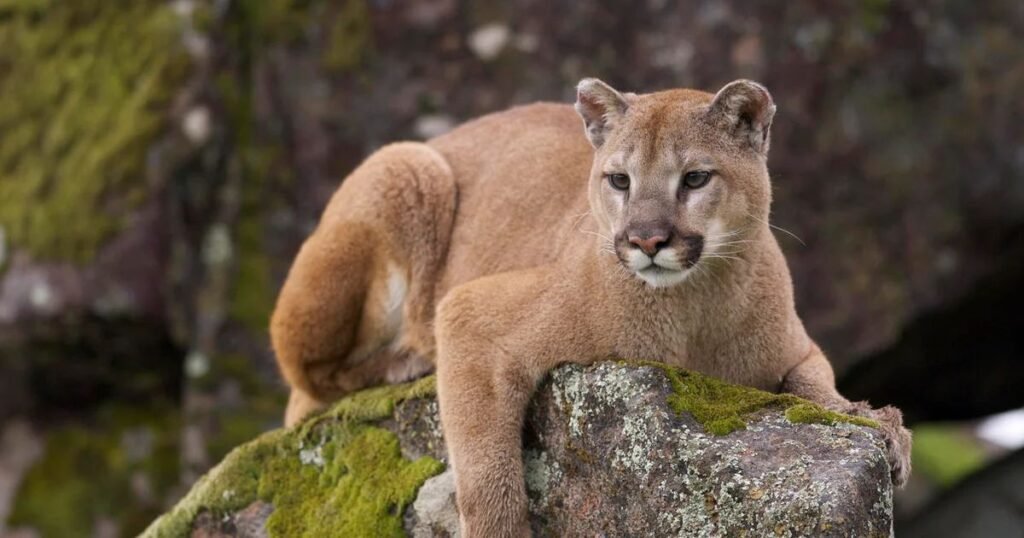 Mountain Lions