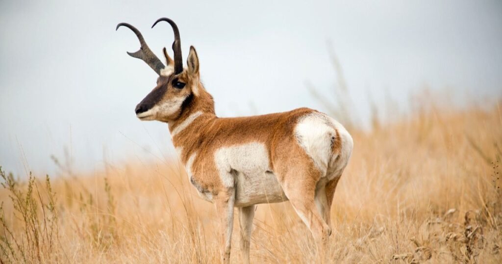 Pronghorn Antelop
