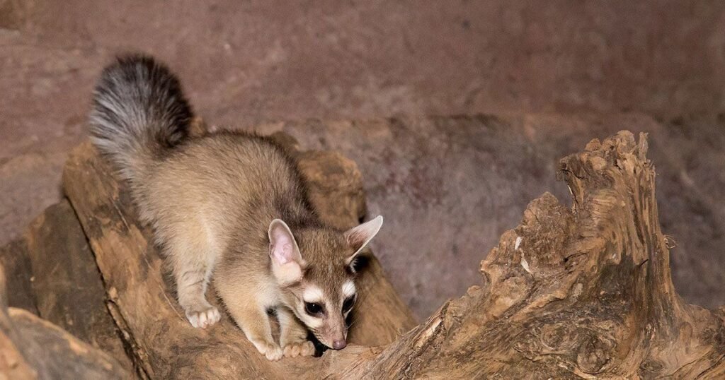 Ringtail (Bassariscus astutus)