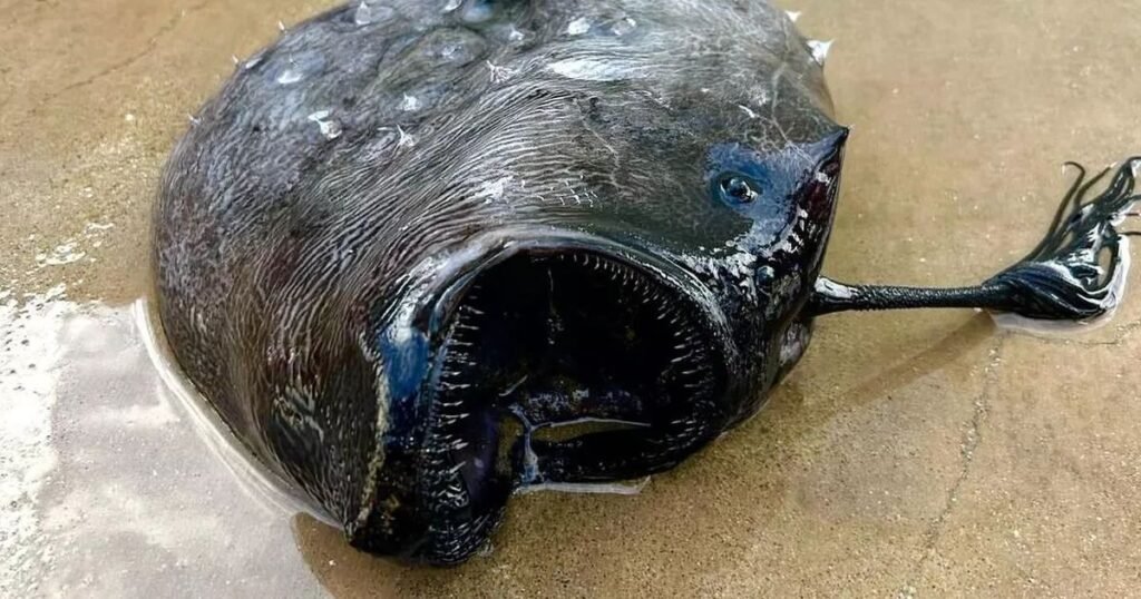 Some Anglerfish Species Are Culinary Delicacies