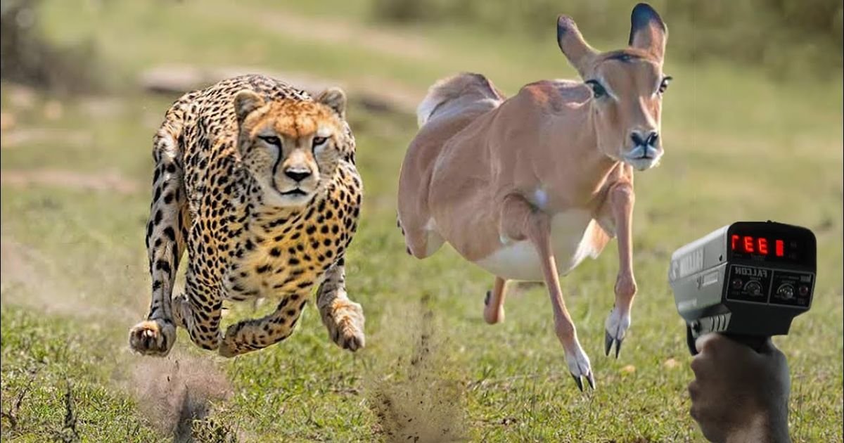 Fastest Animal on Land
